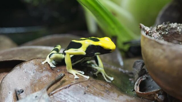 Dyeing poison dart frog "Regina" on leaf litter looking for food