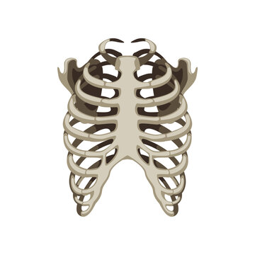 Realistic human skeleton rib cage cartoon illustration. Front view of human skeletal system. Rib cage on white background. Anatomy, science, biology concept
