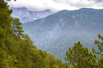 Beautiful snow mountain view behind the tall pine trees over Tiger Leaping Gorge Mountain