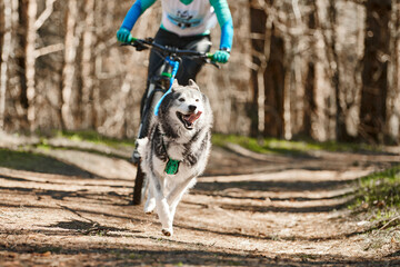 Running Siberian Husky sled dog in harness pulling bike on autumn forest dry land, Husky dog...