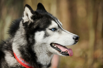 Siberian Husky dog profile portrait with black gray white coat color, cute sled dog breed. Friendly...