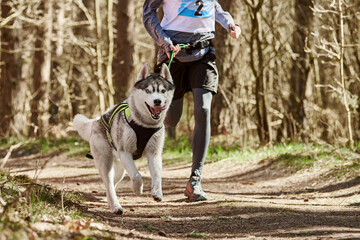 Running Siberian Husky sled dog in harness pulling man on autumn forest country road, outdoor Husky...