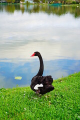 swan and other bird in a lake of lakeland Florida  © Feng