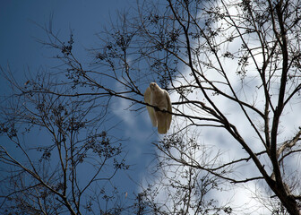 Little Corella (Cacatua sanguinea)