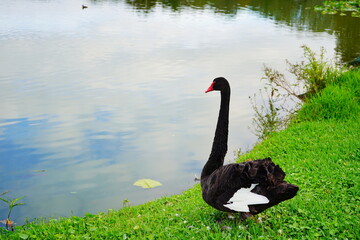 Black Swan in Lake Morton at city center of lakeland Florida	
