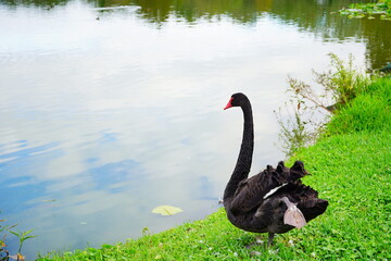 Black Swan in Lake Morton at city center of lakeland Florida	 - obrazy, fototapety, plakaty