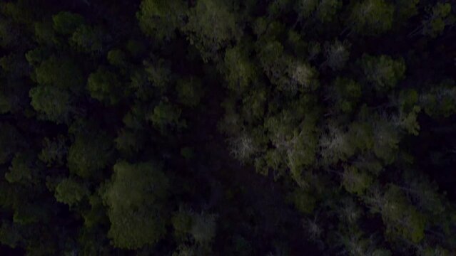 Aerial top-down forward over trees forest of Valle Nuevo National Park, Constanza in Dominican Republic