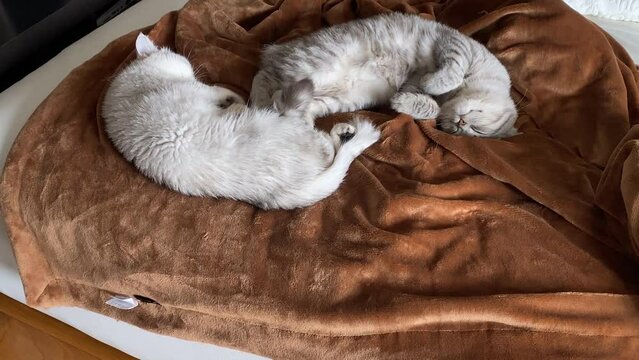 close-up of Cute Domestic Persians Silver Chinchilla Is Lying On Bed In Room And Resting. Cat