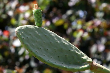 A large and prickly cactus grows in a city park.
