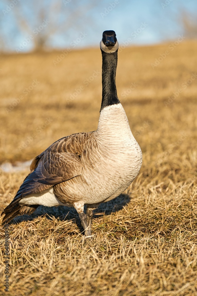 Poster Vertical shot of a Canadian goose standing the dry field on a sunny day