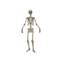 Realistic human skeleton full body cartoon illustration. Front view of human skeletal system. Bones of arms, legs, pelvis and skull on white background. Anatomy, science, biology concept