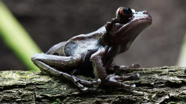 Crowned tree frog on a branch