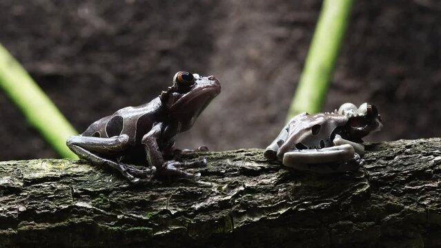 Crowned tree frogs on a branch