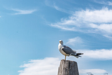 seagull on the roof