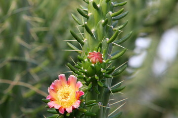 A large and prickly cactus grows in a city park.