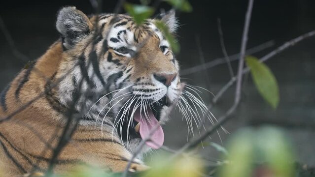 Siberian tiger (Panthera tigris altaica) yawning, sleepy big cat portrait with canines