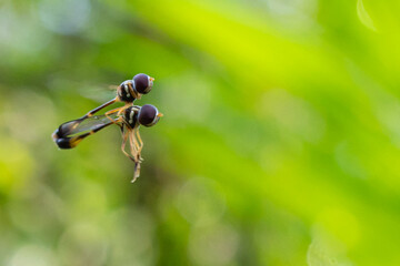 Baccha elongata is a fly in the genus Baccha