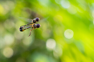 Baccha elongata is a fly in the genus Baccha