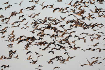 Flock of hooded cranes flying