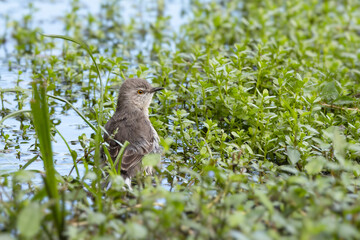 Mockingbird (Mimus polyglottos), a common songbird,  taking a bath in a puddle 