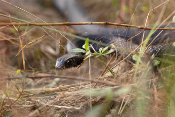 A cute snake, probably an eastern or black racer (Coluber constrictor), 