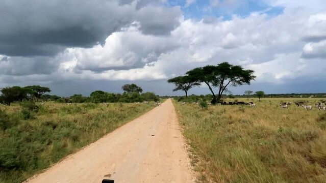 FPV of Safari car driving in Serengeti National Park, zebras crossing. Africa