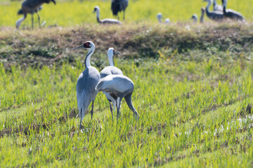 Obraz na płótnie Canvas Family of white-naped cranes in rice field