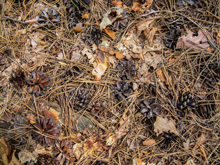 Pine cones  and needles