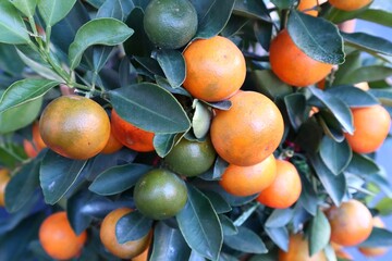Mandarin Orange fruit plant, fresh fruit on the tree