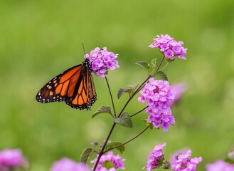 A Monarch Butterfly pollinating a pink Trailing Lantana flower with a green background.