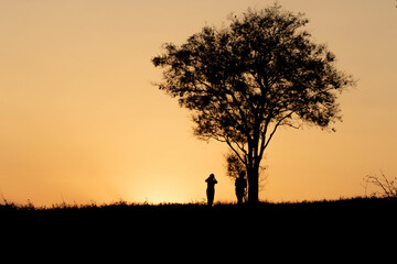 silhouette of a tree in sunset