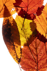 Obraz premium autumn leaves on the white background