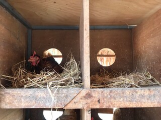 Chicken feeding in farm, livestock farming