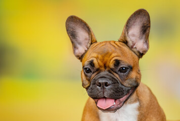Fototapeta premium Portrait of french bulldog on nature background