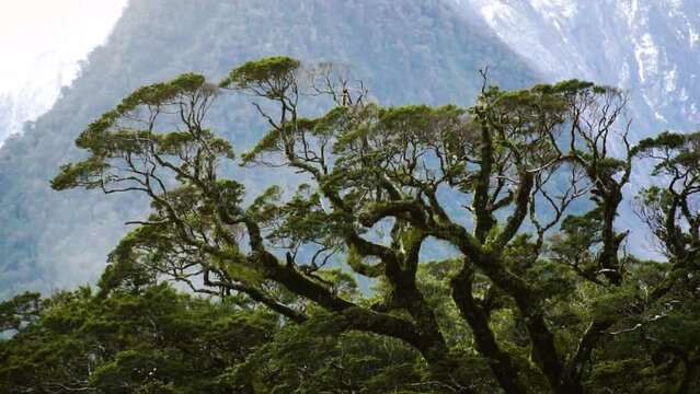 Silver beech and mountain beech trees covered in moss in fiordland national park