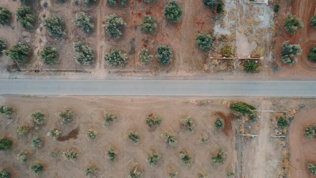 Top Down Satellite View A Rural Farmland Road Besides The Olive Grove Fields In The Andalusia Region Of Malaga Province Of Spain With A Car Driving By