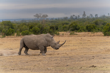 Fototapeta premium White Rhinoceros Ceratotherium simum Square-lipped Rhinoceros at Khama Rhino Sanctuary Kenya Africa.