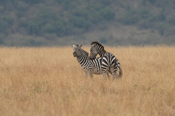 Naklejka premium african plains zebra on the dry brown savannah grasslands browsing and grazing. focus is on the zebra with the background blurred, the animal is vigilant while it feeds