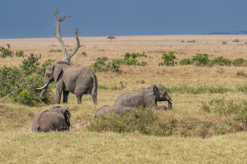 Fototapeta premium large African elephant walking through the African bush