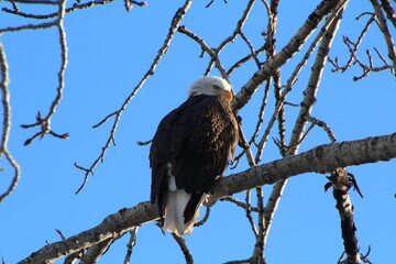 white tailed eagle