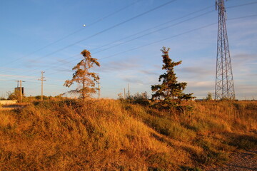 lines in the field