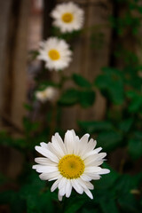 Obraz premium daisies