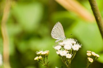 white butterfly on a flower