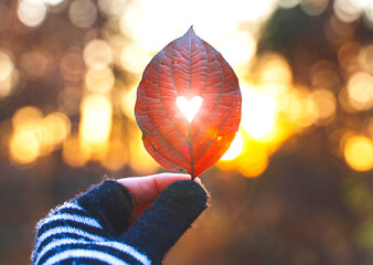 Human hand holding red leaf with carved heart with light shining through it