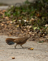Kalij pheasant or Lophura leucomelanos female bird running on forest track at dhikala zone of jim corbett national park or tiger reserve uttarakhand india asia