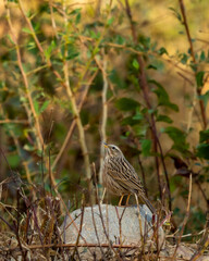 Upland pipit or Anthus sylvanus bird perched on rock in natural green background at foothills of himalaya uttarakhand india asia
