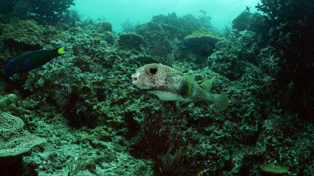 underwater scuba diving porcupine puffer Diodon holocanthus fish Koh lipe Thailand