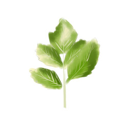 Parsley leaf, watercolor digital illustration