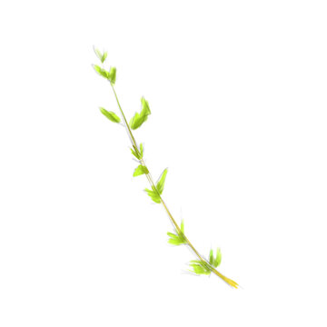 Cumin sprig, watercolor digital illustration