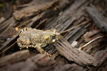 Close up of a juvenile western toad , Bufo boreas , on redwood in North California